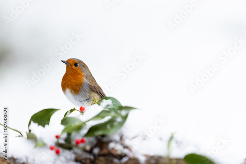 Snowy Robin (erithacus rubecula) on a snowy log with holly and red berries. festive scene. Yorkshire, UK in Winter