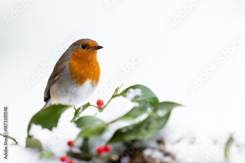 Snowy Robin (erithacus rubecula) on a snowy log with holly and red berries. festive scene. Yorkshire, UK in Winter