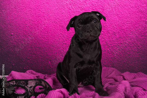 Black American Staffordshire Terrier puppy on pink love background