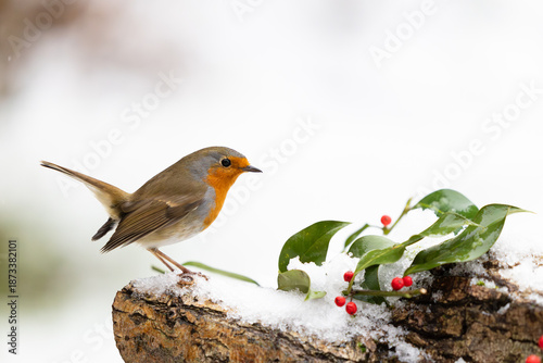 Snowy Robin (erithacus rubecula) on a snowy log with holly and red berries. festive scene. Yorkshire, UK in January