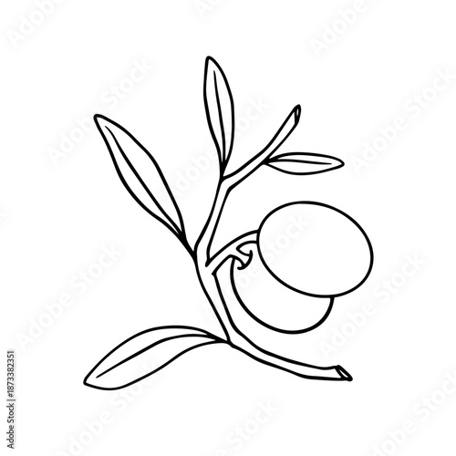 Line sketch of botanical elements of olive branches with berries. Vector graphics.