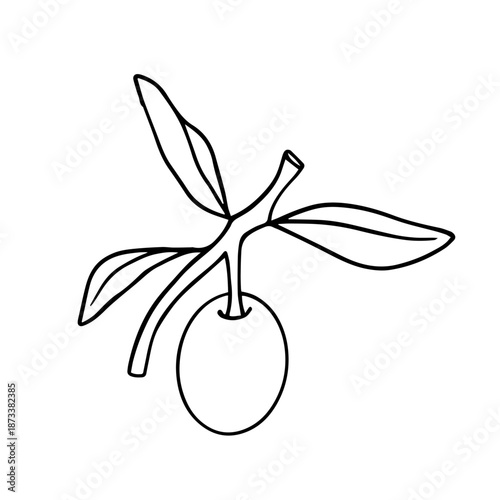 Line sketch of botanical elements of olive branches with berries. Vector graphics.