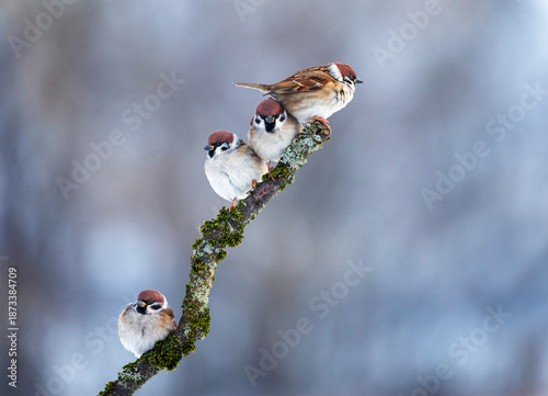 A flock of funny birds sparrows sitting on a branch in a winter park