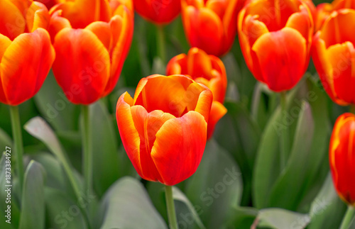 Tulips Triple A sort in spring blossom