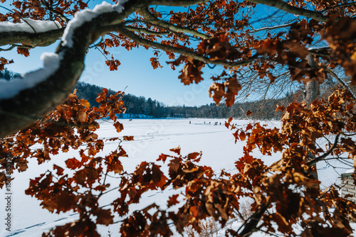 Prople playing on frozen lake. Shot through dry branches