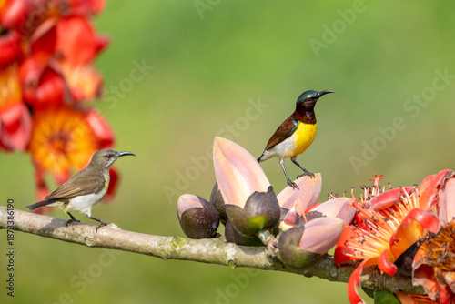 COLORFUL PURPLE SUNBIRD SITTING ON FLOWER AND SEEKING HONEY