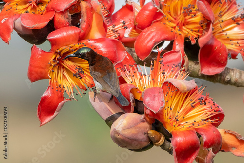 COLORFUL PURPLE SUNBIRD SITTING ON FLOWER AND SEEKING HONEY