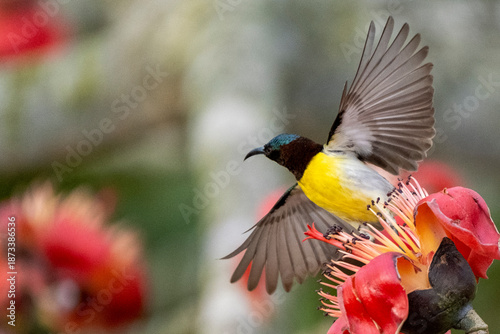 COLORFUL PURPLE SUNBIRD SITTING ON FLOWER AND SEEKING HONEY