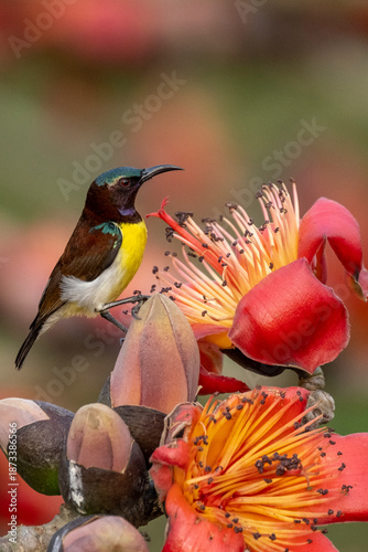 COLORFUL PURPLE SUNBIRD SITTING ON FLOWER AND SEEKING HONEY