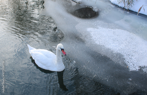Foto A swan searches for food in the water in winter, caring for birds, protecting an