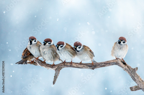 A flock of funny sparrow birds sitting on a tree branch in a winter park unde...