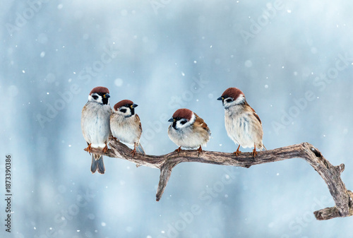 A flock of funny sparrow birds sitting on a tree branch in a winter park unde...