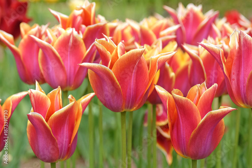 Foto Pink and yellow lily flowering Tulip, tulipa ‘Sonnet’ in flower.