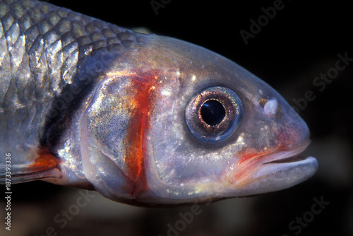 Fényképezés Closeup portrait of a Warpaint Shiner, Luxillis cocogenis