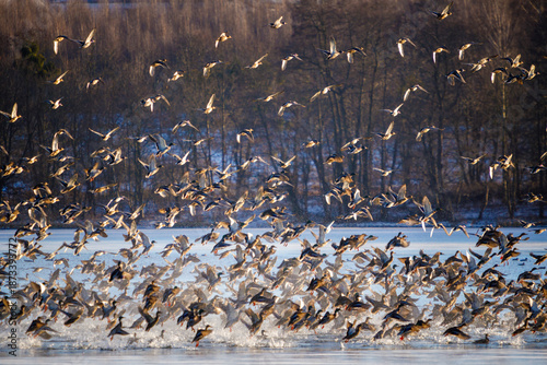 Photography a startled flock of ducks takes flight