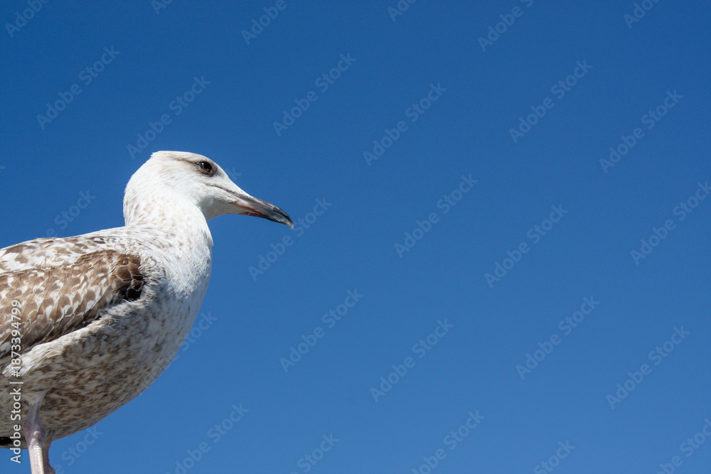 Obraz premium Juvenile gull on the blue sky, Sanxenxo, Spain
