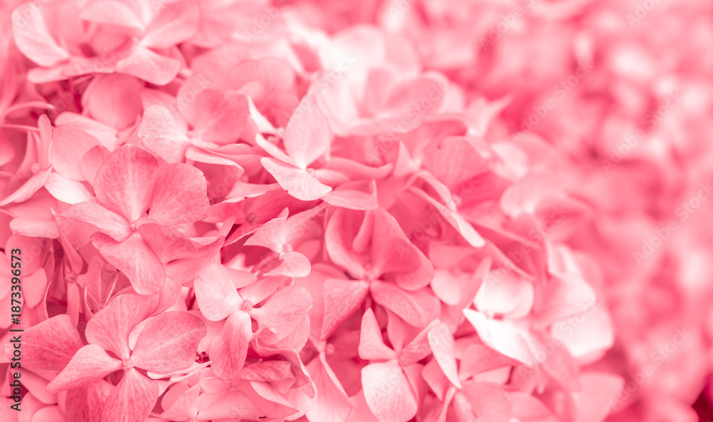 Fototapeta premium Pink flowers close up. Bouquet of red flowers. City flower beds, a beautiful and well-groomed garden with flowering bushes.