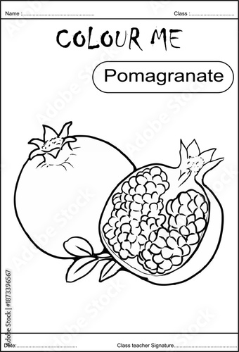 drawing, mango, kiwi, custard apple, ponagranate,