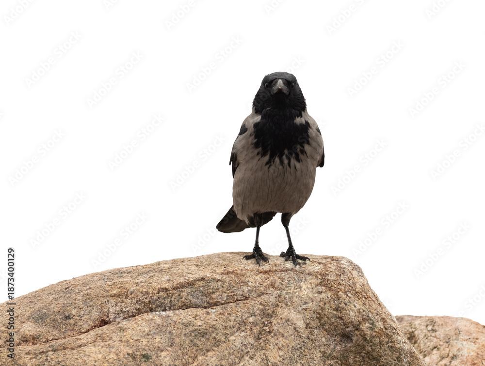 Obraz premium Hooded crow standing on stone close-up on white background