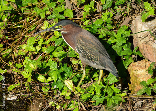 Tableau sur toile Green Heron seen at South Padre Island in Texas