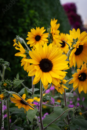 yellow flowers in the garden