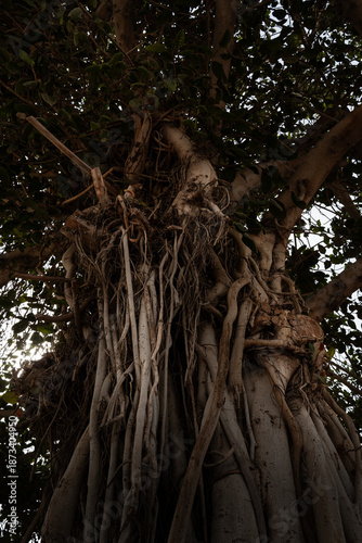 roots of tree
