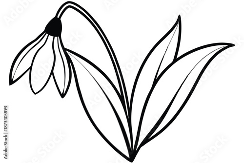 Artistic snowdrop flower line art, detailed black and white vector drawing on a clean white background