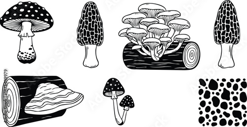 Line art mushroom set with morel oyster fly agaric polypore and log elements isolated on white background botanical study hand drawn ink illustration natural texture pattern