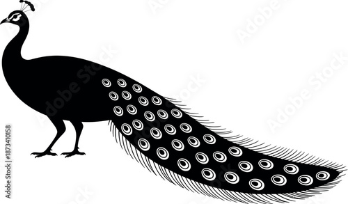 A black peacock with white spots stands on a plain background