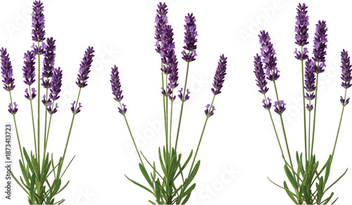 Three Clusters of Vibrant Purple Lavender Flowers Isolated on Black Background