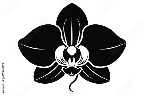 Pair of orchid flowers, black and white silhouette illustration on white background