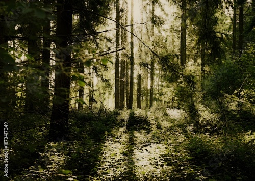 trees in the woods