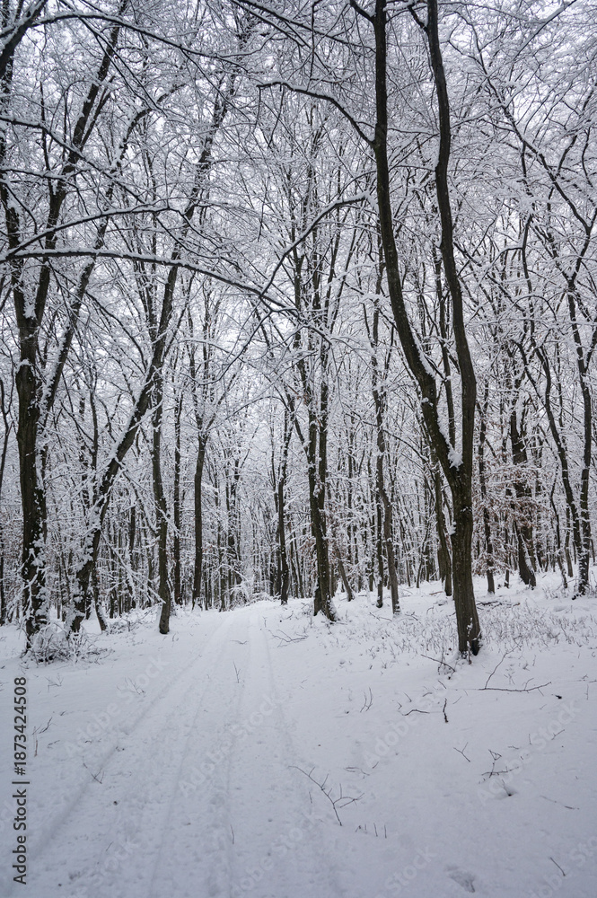 Obraz premium Snow covered forest path in winter landscape