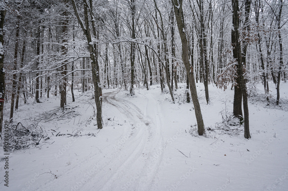 Fototapeta premium Snow covered forest path in winter landscape