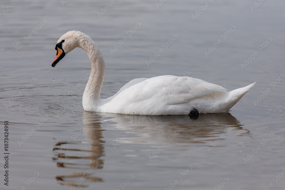 Fototapeta premium Swan swimming in calm water, reflecting its image during a sunny day