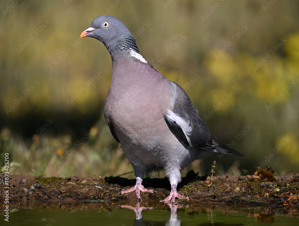 Obraz premium a beautiful wood pigeon (columba palumbus)