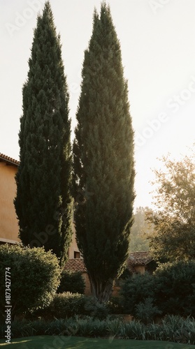 Tall cypress trees in warm sunlight in Mediterranean garden