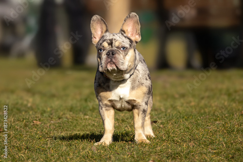 French bulldog standing in a park with green grass and blurred background during daylight