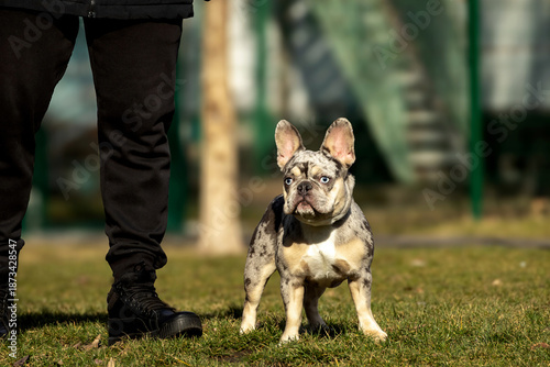 Dog standing on grass near person wearing black pants and boots in a park during daytime