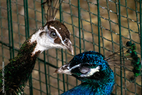 Peafowl showcasing intricate details in their feathers inside a fenced enclosure during daylight hours