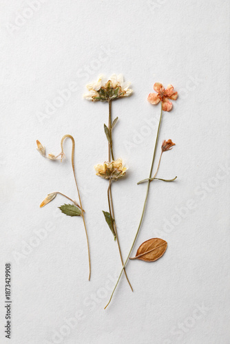 Dried flowers arrangement on white background