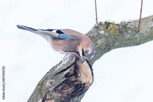 Eichelhäher auf der Nahrungssuche auf einem Ast