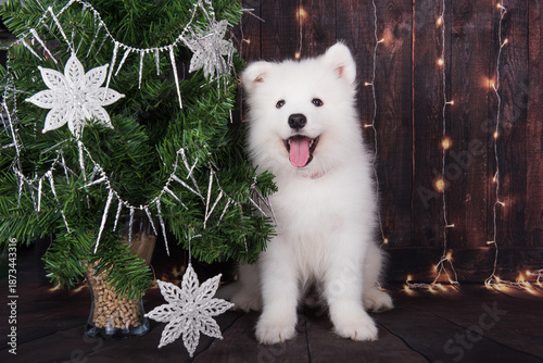 Samoyed puppy with Christmas tree. Christmas greeting card with Samoyed dog