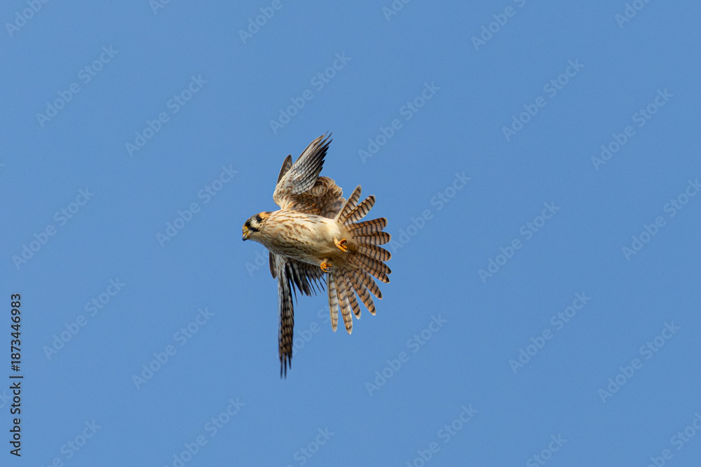 Fototapeta premium Close view of a male American kestrel flying, seen in the wild in North California
