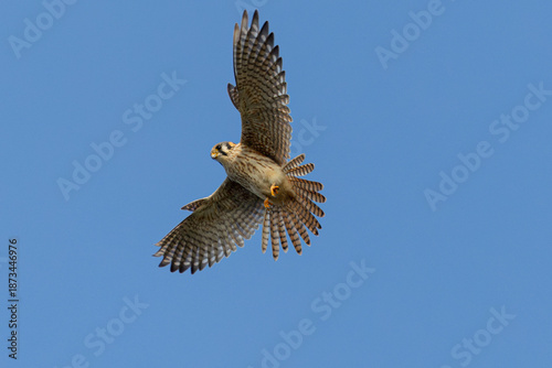 Quadro su tela Close view of a male American kestrel flying, seen in the wild in North Californ