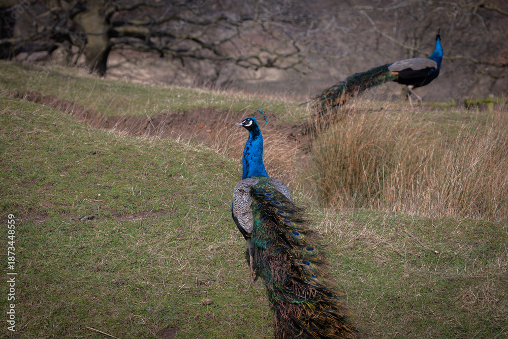 Obraz premium Peacock