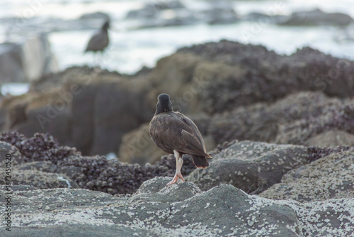 atlantic puffin or common puffin