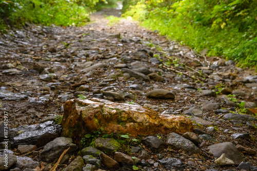 Foto A solitary stone lies amidst the wet, rocky path in a serene Russian forest
