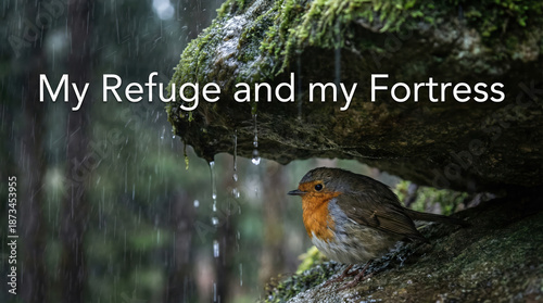 Bird seeking shelter with the phrase 