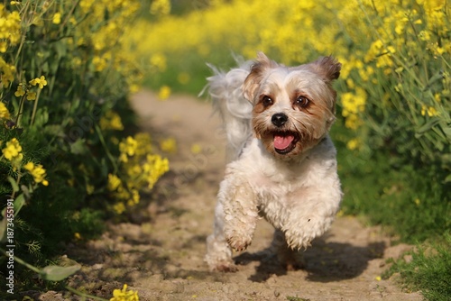 A small, sweet Yorkshire Terrier mix dog runs in a trail in a yellow-flowering rapeseed field
